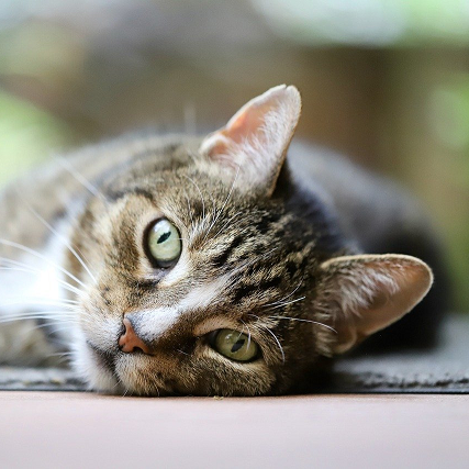garde chient chat devis contact